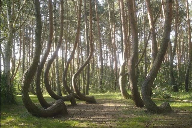 بالفيديو : غابة الاشجار المائلة في بولندا تثير حيرة العلماء 42