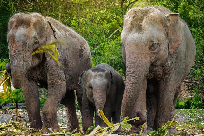 محمية غابة الفيلة Pattaya-Elephant-Jungle-Sanctuary-with-round-trip-transfer1